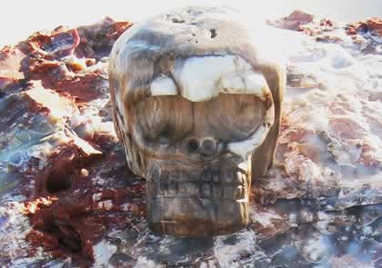 Tao Chi, Petrified Wood Mongolian Crystal Skull 