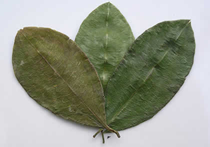 The coca leaf is a sacred plant to connect to nature's energies